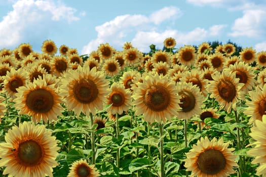 A sea of sunflowers with yellow petals and brown medium, twirl their heads behind the sun