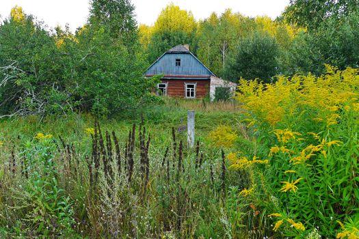 Old abandoned rural house in the shade of large trees and green bushes