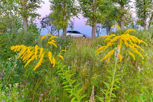 beautiful thickets of wildflowers with a car in the background visible against the sky