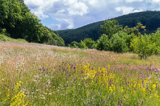 bright field grass between the dry grass in the glade near the tall forest of the mountain
