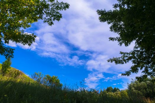 Tops of green lush deciduous trees against a blue sky with white clouds