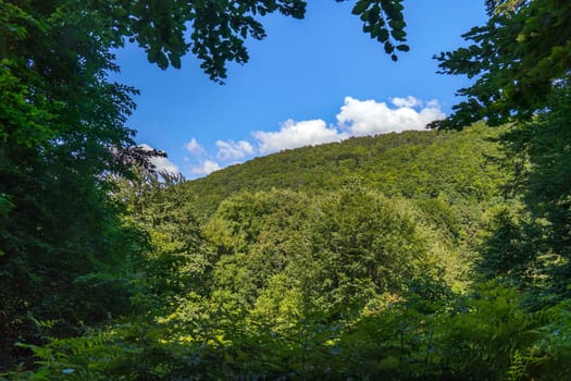 thick forest covered with thick foliage under a bright blue sky