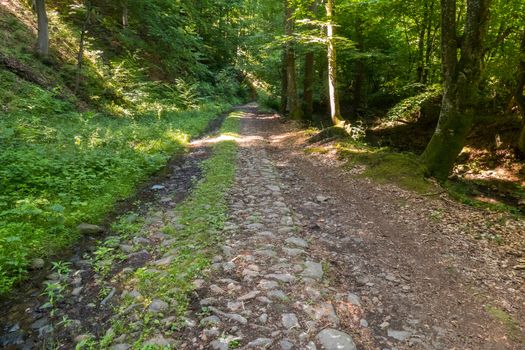 An extensive stone road leading into the depths of the forest with trees on either side