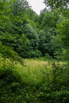 A small clearing and a spruce in the forest