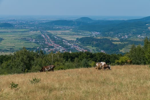 Cows graze in a field with a view of a small village and green mountains
