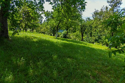 slope with green soft grass in the shade of a tree is a wonderful place to relax