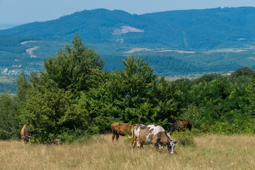 Homemade cows peacefully grazing in a meadow with burnt grass next to trees against the backdrop of mountain slopes.