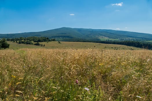 ripe ears of field grass on a simple lawn near the forest on the mountain