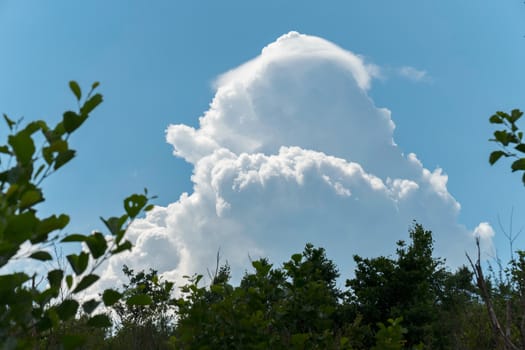 Tops of trees with green leaves against the blue sky with white lush clouds