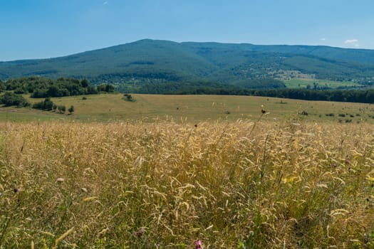 Colossal golden field against the background of a green mountain slope