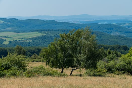 two birch trees in the field of dry grass on the descent from the hill