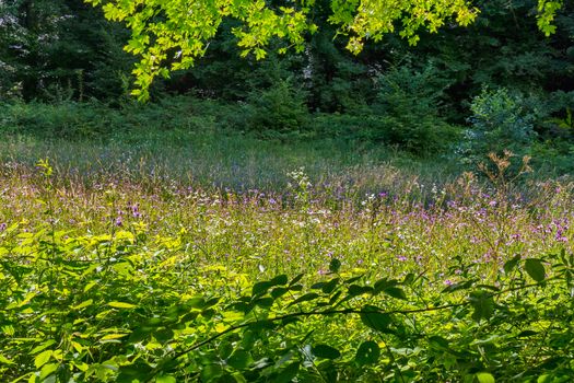 Glade with a huge number of wild field multicolored flowers against the background of green trees and shrubs
