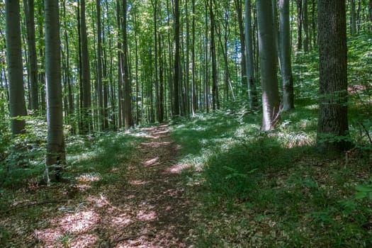The path is trodden by tourists in the forest with perfectly even, dense trees