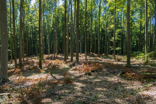 hens of cut trees between young high hornbeams in a rare forest