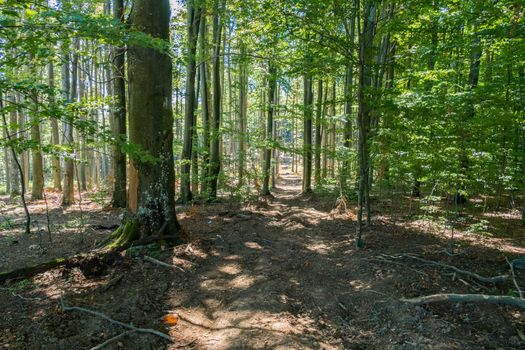 a path in the forest with the trees a tender young green foliage and the rays of the sun making the way from above