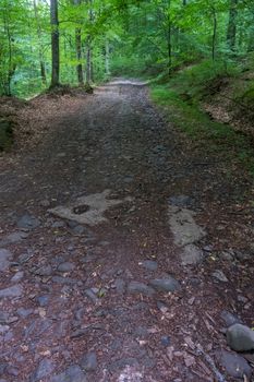 Kamenya mountain road in the depths of a beautiful deciduous forest