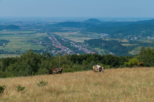 spotted, red, well-fed cows graze in a meadow with dried grass. In the distance you can see the valley with the village