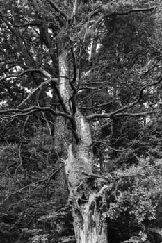 Black-and-white photo of a large old tree with many branches and knots. Shrouding the whole sky.