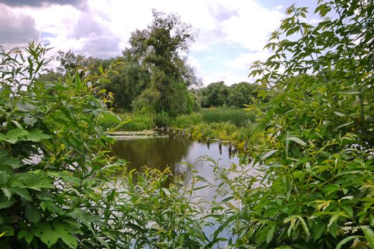 A small pond hidden in the green of trees and growing on the shore of grass