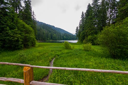 A small stream between the green herbs flows from the lake Synevir. Carpathians. Ukraine