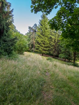 Glade in a green forest with crushed grass after driving