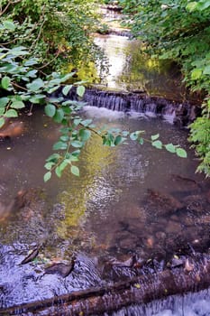 A shallow stream flowing among the thick bushes in the forest with logs lying in it at a certain distance forming small dams and waterfalls.