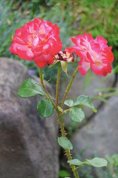 a gentle rose with red petals and small thorns on the stem