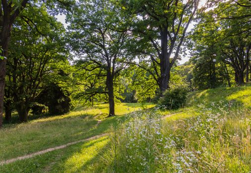 trodden paths in the green grass between centuries-old trees in the park
