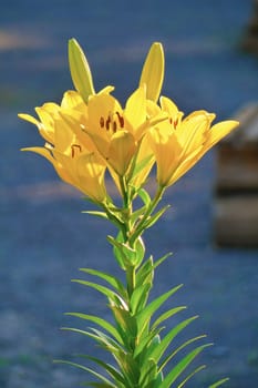 gorgeous yellow flower with beautiful leaves shot close-up