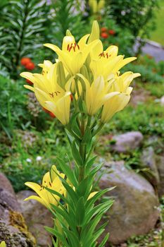 A beautiful yellow lily flower on a high green stem with fresh green leaves with pistils and stamens peering out from the bowl of petals.