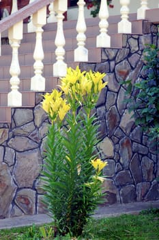 Beautiful gentle yellow flowers against the background of a stone wall and white steps