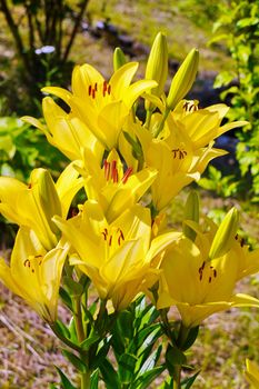 Several stems of beautiful, yellow lilies form a natural green, blooming bouquet