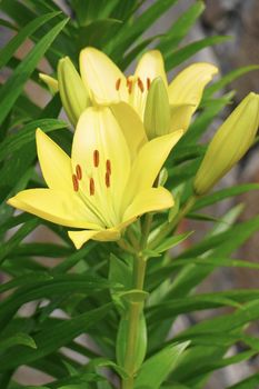 A bush of yellow lilies with beautiful, bright flowers on a green stalk with juicy leaves