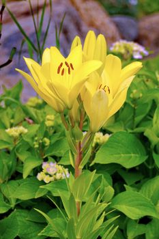 Inflorescences of tender yellow lily with brown stamens against the background of hydrangea bushes