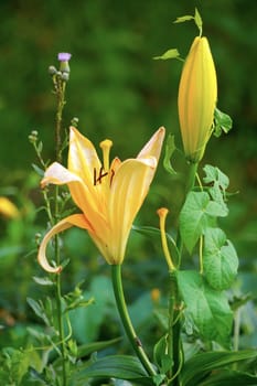 A beautiful flowering yellow lily and a bud that has not yet blossomed