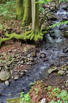 mountain small creek with a stone beach