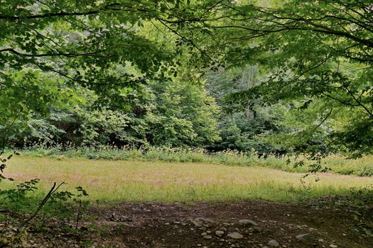 A picturesque view of a clearing in a forest with mown grass and flowers growing on the edge. With thick and lush thickets of bush and trees.