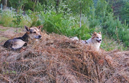 two dog mates rest in a dry, dry hay open-air