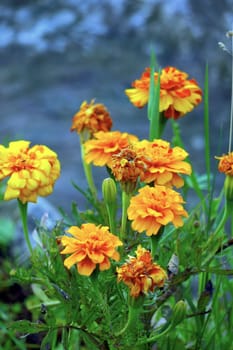 Withering and blooming flowers with orange petals, as well as young buds with green leaves