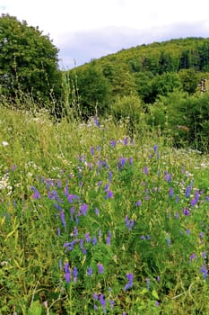 Beautiful field of white and purple flowers on a background of green forest