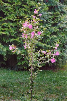 a tall bush with pink flowers on a spruce background