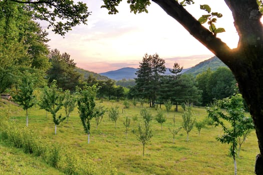 The lawn is planted by a young garden against the background of distant and near mountains