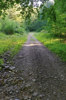 a rocky mountain road between green grasses in the forest