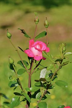 A rose bush with a bunch of undiscovered buds, but only one rose has blossomed so far