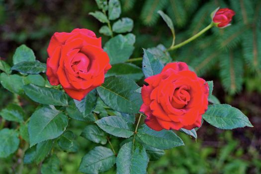 in the focus are velvet red roses in the green of dark leaves