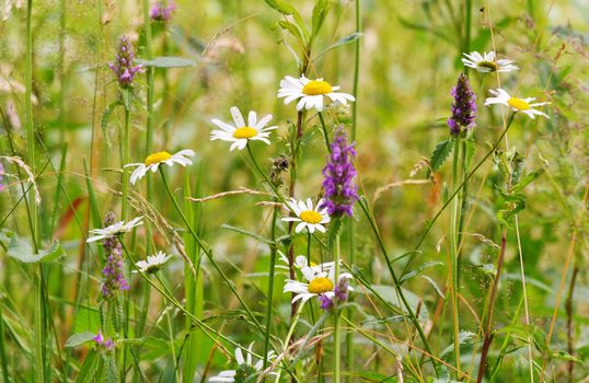 purple heather flowers and chamomile decorate green meadow grass