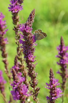 Little butterfly sat on a violet handicraft flower on a background of green grass