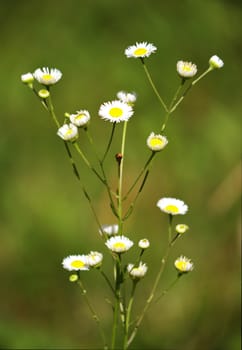 beautiful bush of a small field chamomile