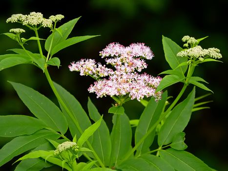 Beautiful blossoming white-pink bush with green leaves