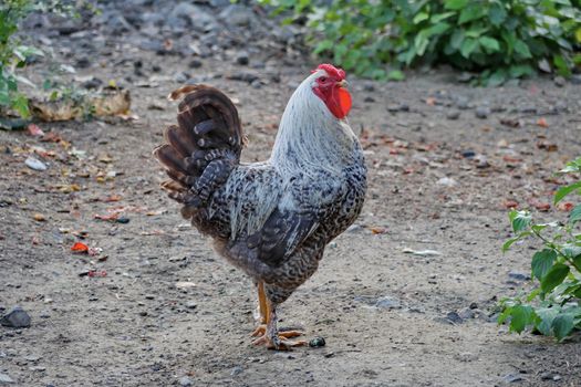 business cock with spurs on his legs and a red comb mowing his eye in the direction of the photographer